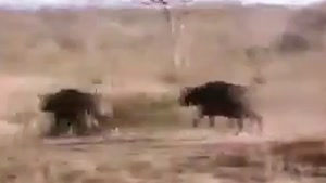 جنگ وحشیانه باورنکردنی  - وقتی بوفالو در تله شیر و تمساح 😱