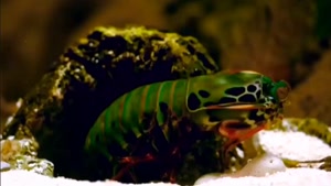 حیات وحش - کشف حیوانات ترسناک در سال 2025 . قطعا شوکه می شوی