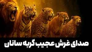 مستند حیات وحش - مقایسه غرش شیر، ببر، جگوار و پلنگ