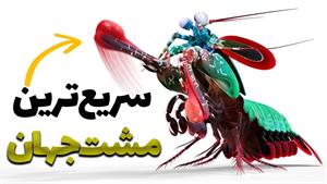 حیات وحش - میگوی آخندکی؛ هیولای کوچکی که شیشه را نابود میکند