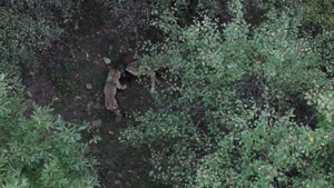 حیات وحش - شکار گراز توسط گرگ ها در جنگل های هیرکانی !