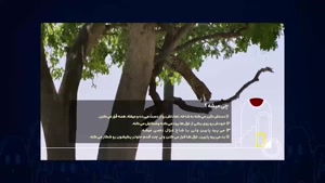 برنامه انجمن اشباح قسمت ۲ / محمدرضا علیمردانی