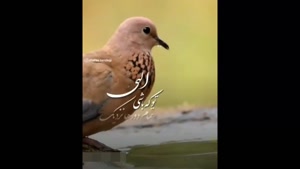 استوری خدایا شکرت / کلیپ جدید خدا / خدا هست