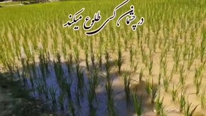 صبح بخیر