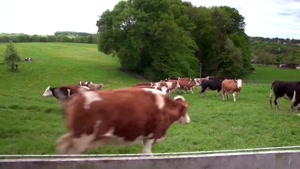 ترانه شاد کودکانه / پیرمرد مهربون