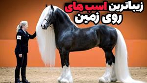 مستند حیوانات _ ۱۰ تا از زیباترین اسب‌های روی زمین