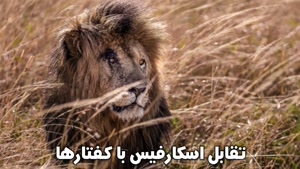 مستند حیوانات _ نبرد کفتار و شیر