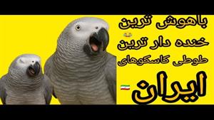 مستند حیوانات _ باهوش ترین کاسکوهای ایران