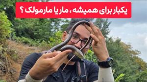 مستند حیوانات _ مستند شناخت پتیلوس یا لوس مار