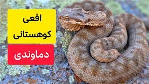 مستند حیوانات _ افعی کوهستانی دماوندی
