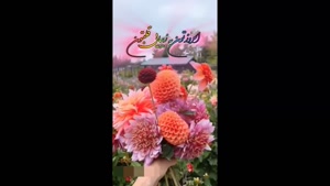 کلیپ صبح بخیر شاد برای استوری و وضعیت