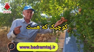 از سم پاشی تا روش های سنتی هیچکدوم جز سم کرم انار بادرام تاج