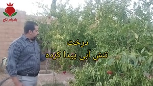آبیاری انار رو اشتباه انجام نده !