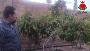 آبیاری منظم برای مخصوصا درخت انار بسیار مهم است که باید به آ