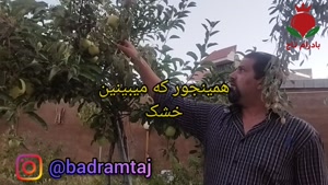راهکار مقابله با کرم خراط