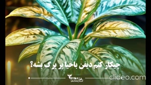 چیکار کنم دیفن باخیا پر برگ بشه؟