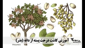 بهترین کود برای رشد سریع نهال پسته