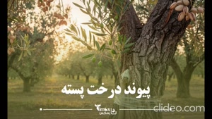 درخت پسته با چه درختی پیوند می خورد؟