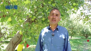 برداشت سیب از باغات اشنویه