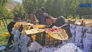 گزارشی از برداشت سیب