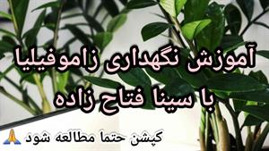  نگهداری زاموفیلیا: راز شادابی و طراوت گل آپارتمانی