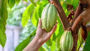 همه چیز درباره میوه کاکائو