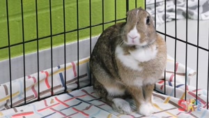 How to take care of pets