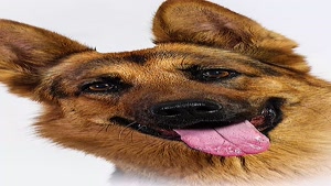 مرگ تلخ و دلخراش تیدا سگ ژرمن امدادگر معروف ایران