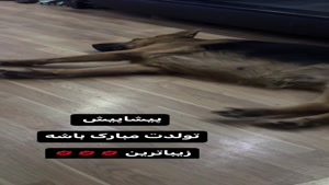 فیلم تولد تیدا خانم سگ تربیت شده 