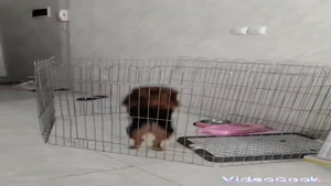 فیلم تیدا خانوم در حال رقص🤣