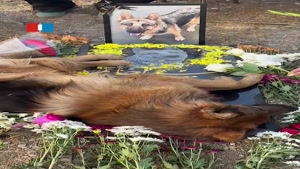 سگ محبوب شبکه‌های اجتماعی جان سپرد / قبر تیدا