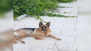 فیلم مردن تیدا با دستور 