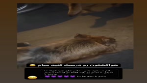 خاطره تیدا خانم سگ تربیت شده باهوش ژرمن