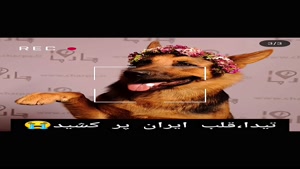 قبر تیدا سگ امداد