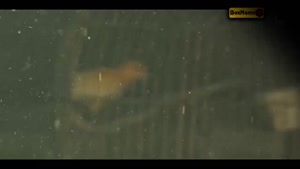 قسمت ۶ بامداد خمار / قسمت ششم سریال بامداد خمار