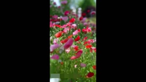 کلیپ طبیعت برای استوری و وضعیت / کلیپ زیبا برای استوری