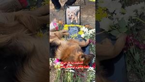 سگ ژرمن / حیوان باهوش انسان یاب مرد / تیدا