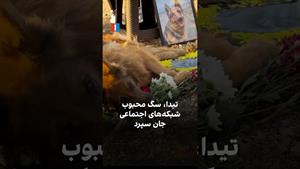 سگ ستاره سینما مرد / مرگ تیدا