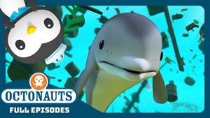 دلفین‌ های چرخان