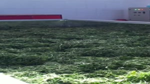 خشک کردن سبزی مرزه حجم انبوه با خشک کن استخری اسوه صنعت