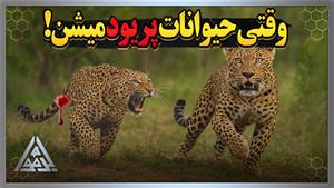 مستند حیوانات _ مستند پریود حیوانات یا فحلی