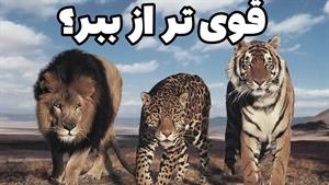 مستند حیوانات _ مستند گربه سانان