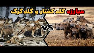 مستند حیوانات _ مستند حمله گله کفتار و گرگ