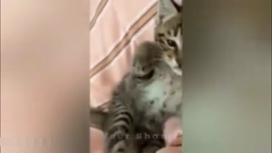 کلیپ گربه / کلیپ گربه های شیطون / کلیپ خنده