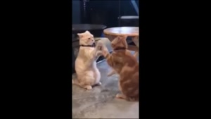 کلیپ گربه / گربه کیوت / کلیپ خنده دار گربه