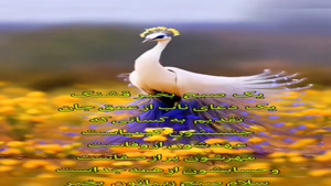 کلیپ سلام صبح زیباتون بخیر