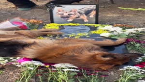 درگذشت تیدا سگ امدادگر باسابقه عملیات‌های نجات