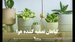 بهترین گیاهان تصفیه کننده هوا | تایمکس