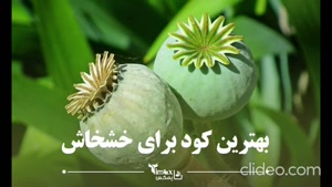 بهترین کود برای خشخاش + نحوه کاشت