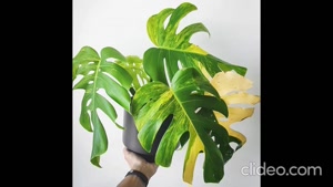 نگهداری برگ انجیری؛ همه آنچه که باید بدانید